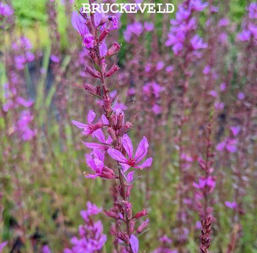 Lythrum virgatum 'Dropmore Purple'