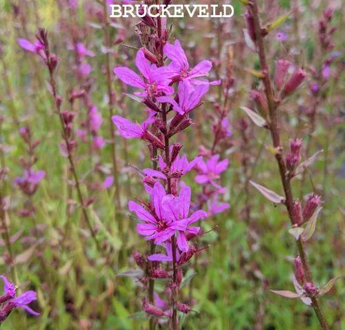 Lythrum virgatum 'Dropmore Purple'