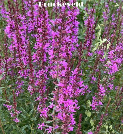 Lythrum virgatum 'Dropmore Purple'