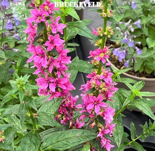 Lythrum salicaria 'Robert'