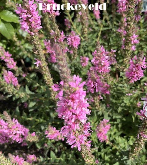 Lythrum salicaria 'Robert'