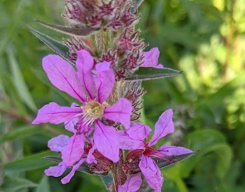 Lythrum salicaria