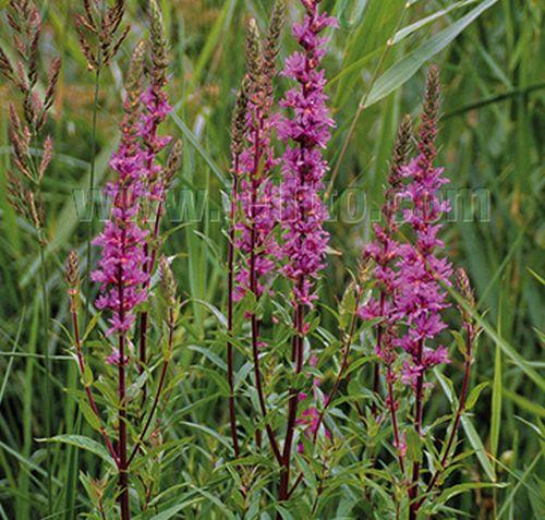 Lythrum salicaria
