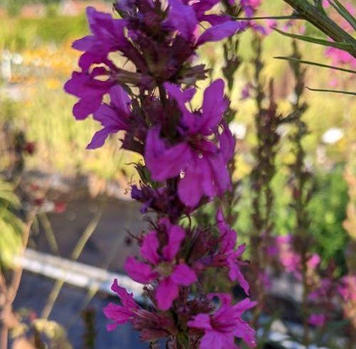 Lythrum salicaria 'Zigeunerblut'