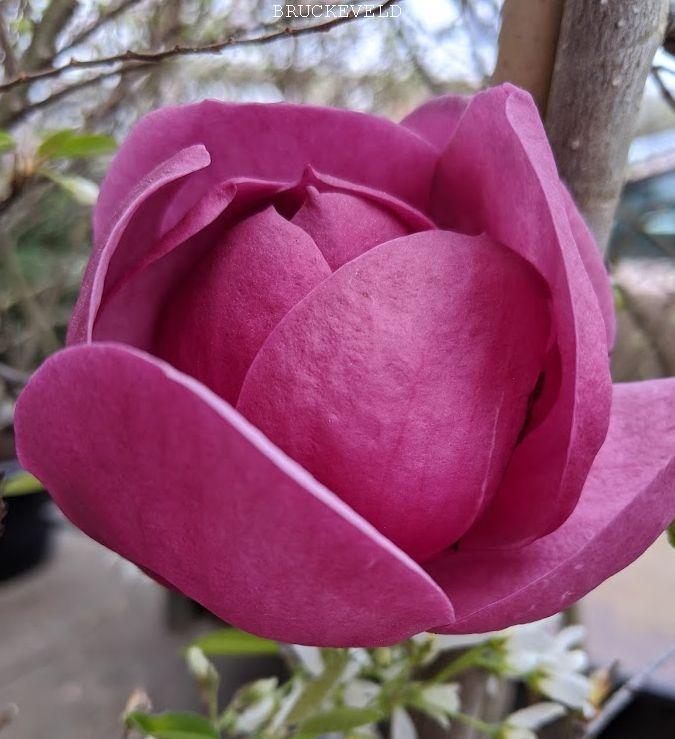 Magnolia 'Black Tulip'®