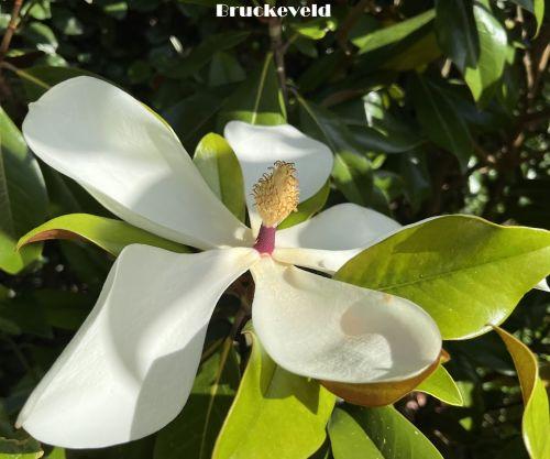 Magnolia grandiflora 'Galissonnière'