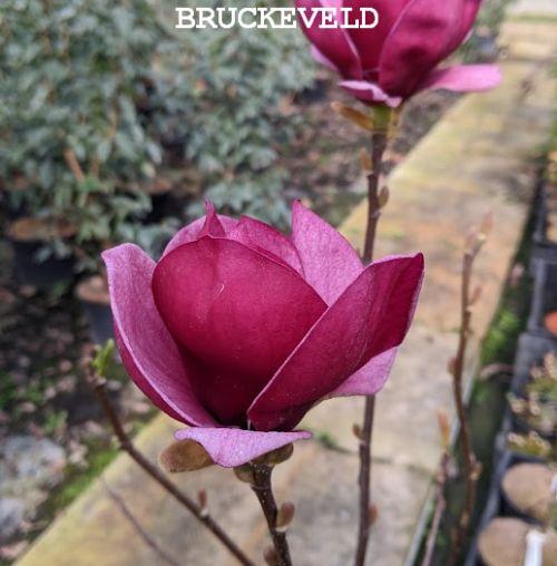 Magnolia 'Genie' PBR