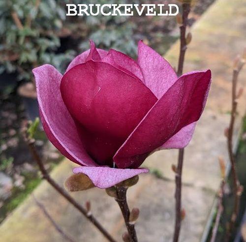 Magnolia 'Genie' PBR