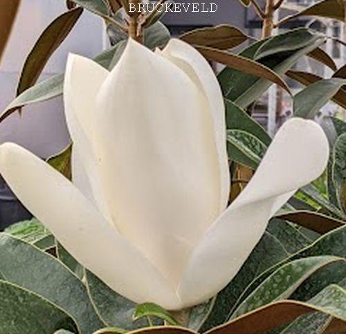 Magnolia grandiflora