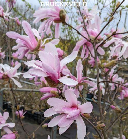 Magnolia loebneri 'Leonard Messel'