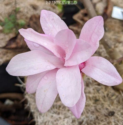 Magnolia loebneri 'Leonard Messel'