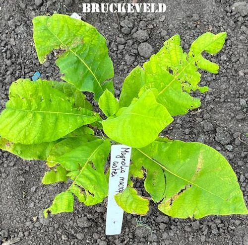 Magnolia macrophylla