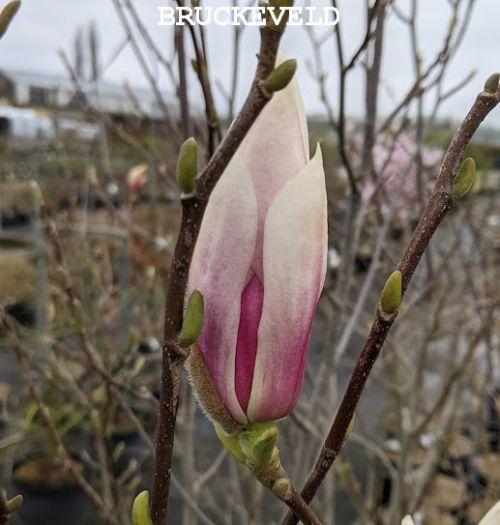 Magnolia soulangeana