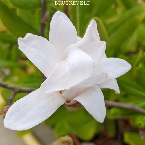 Magnolia stellata