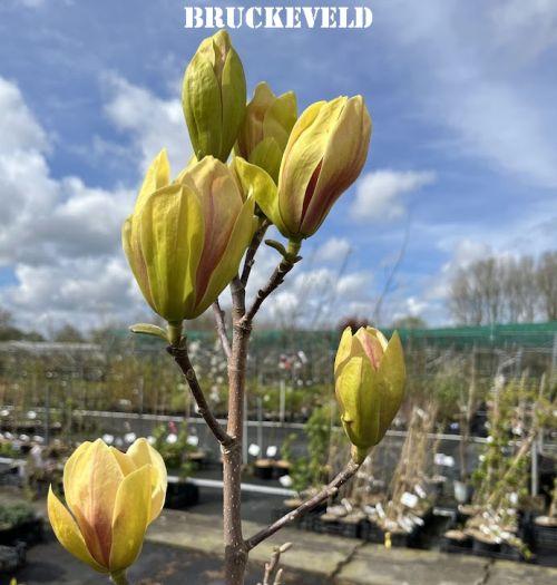 Magnolia 'Sunsation'