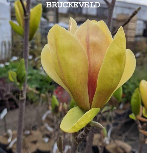 Magnolia 'Sunsation'