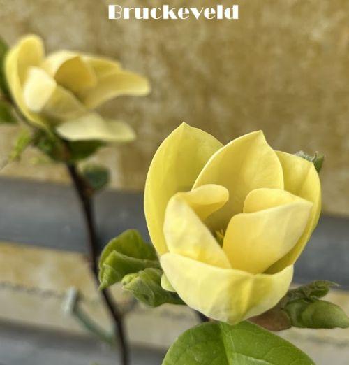 Magnolia den. 'Yellow Bird'