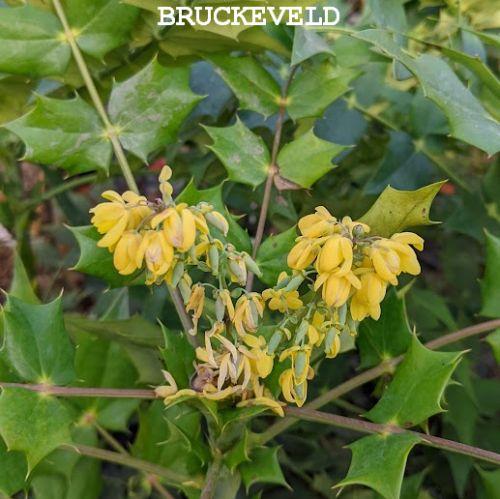 Mahonia media 'Wintersun'