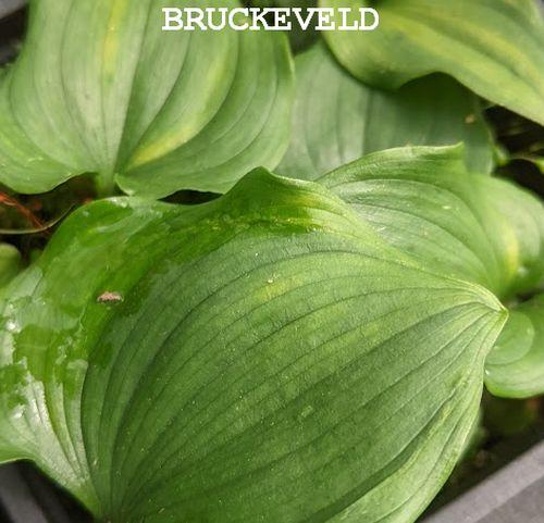 Maianthemum bifolium