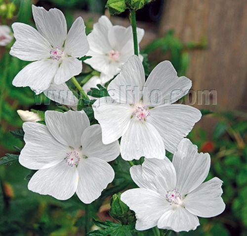Malva moschata 'Alba'