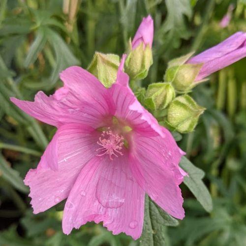Malva moschata