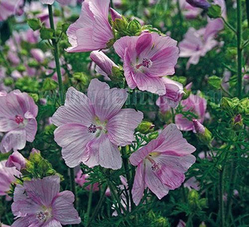 Malva moschata