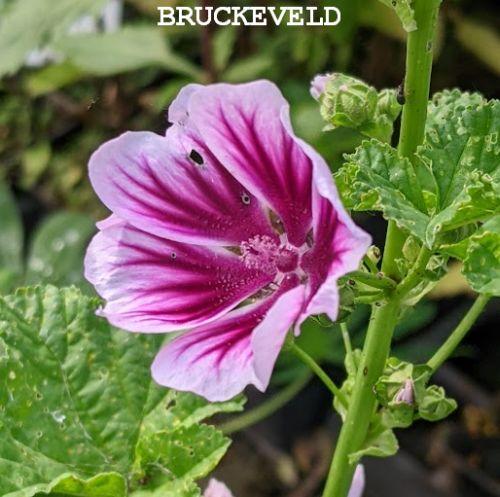 Malva sylvestris