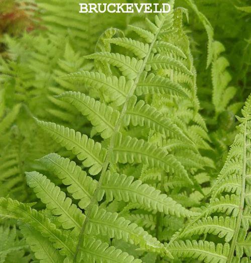 Matteuccia struthiopteris