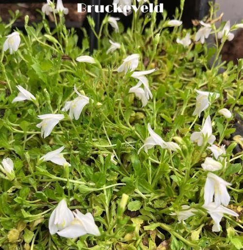 Mazus reptans 'Albus'