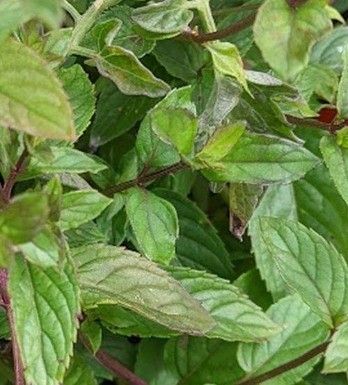 Mentha piperita 'Nigra' ZWARTE MUNT