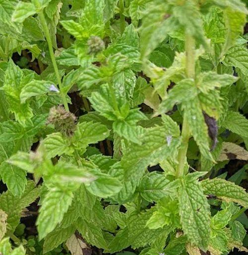 Mentha piperita PEPERMUNT