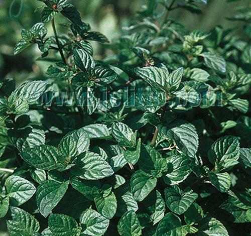 Mentha piperita PEPERMUNT