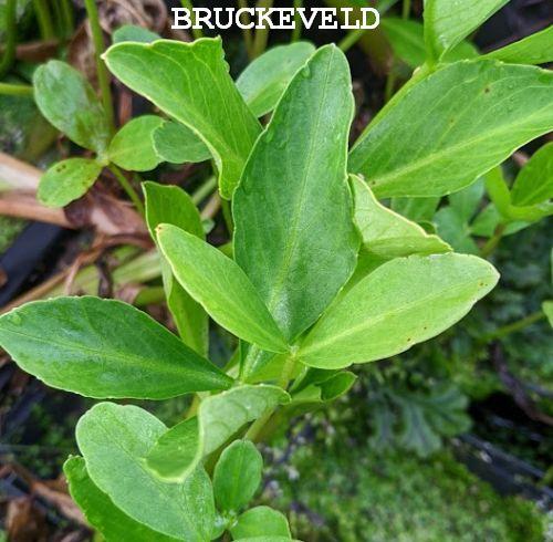 Menyanthes trifoliata