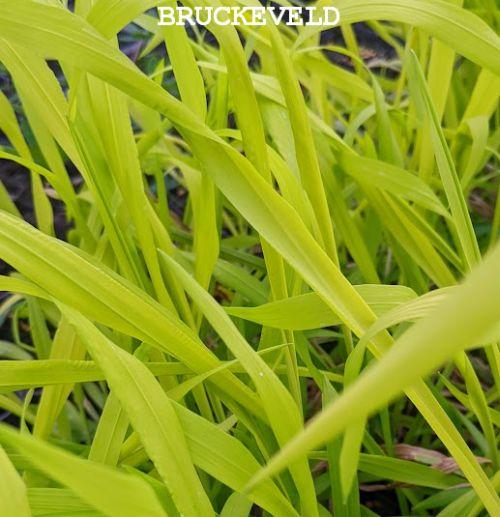 Millium effusum 'Aureum'