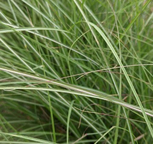 Miscanthus sin. 'Adagio'