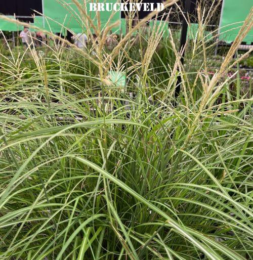 Miscanthus sin. 'Adagio'