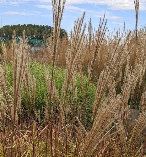 Miscanthus sin. 'Dronning Ingrid'