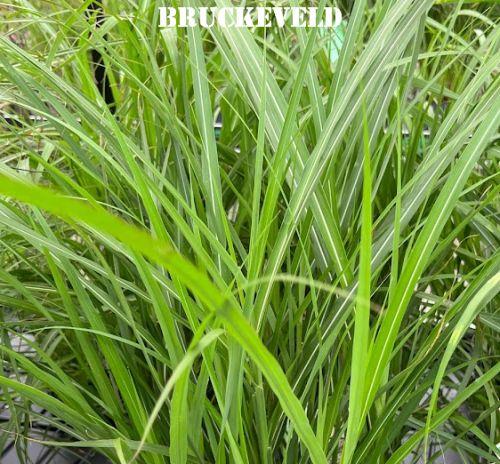 Miscanthus sin. 'Dronning Ingrid'