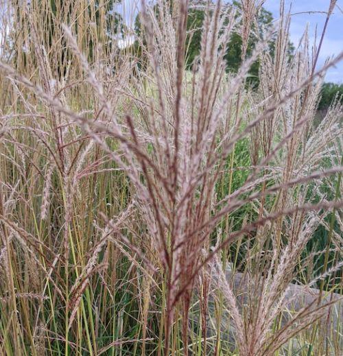 Miscanthus sin. 'Ferner Osten'