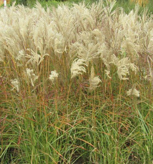 Miscanthus sin. 'Ferner Osten'