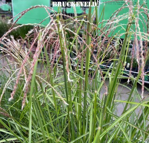 Miscanthus sin. 'Ferner Osten'
