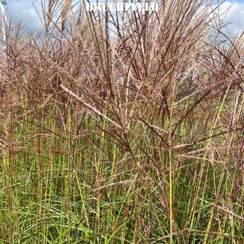 Miscanthus sin. 'Ferner Osten'
