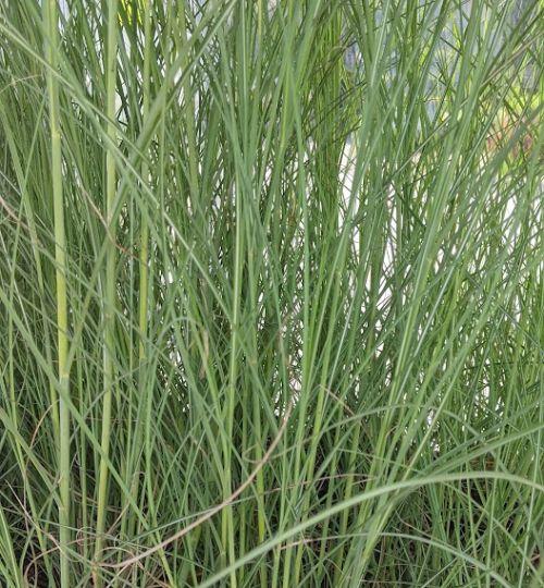 Miscanthus sin. 'Gracillimus