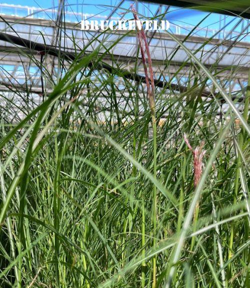 Miscanthus sin. 'Kleine Silberspinne'