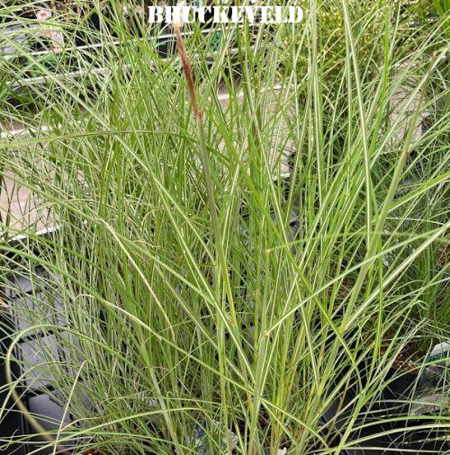 Miscanthus sin. 'Kleine Silberspinne'