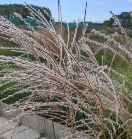 Miscanthus sin. 'Malepartus'