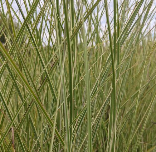 Miscanthus sin. 'Morning Light'