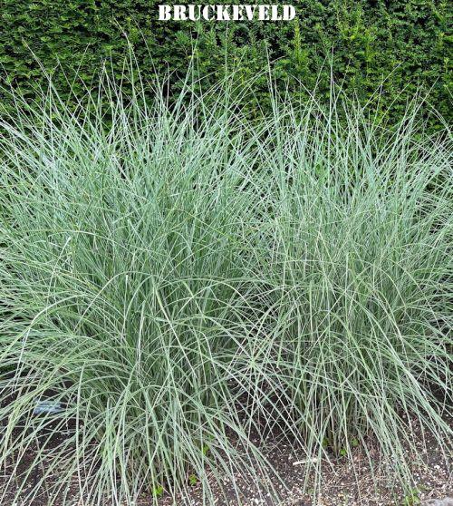 Miscanthus sin. 'Morning Light'