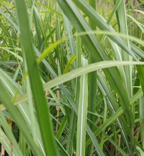 Miscanthus sin. 'Poseidon'