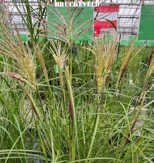 Miscanthus sin. 'Red Chief'